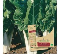 Graines de BLETTE Carde blanche d'Ampuis BIO