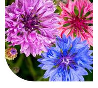Graines de bleuet ‘Ball Mix’ - Centaurea cyanus - 22.000 graines - Fleurs bleues, roses, violettes et blanches - Très faciles à semer et à entretenir