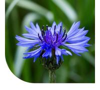 Graines de bleuet - Centaurea cyanus - 300.000 graines - Fleurs bleues à violettes - Très faciles à semer et à entretenir