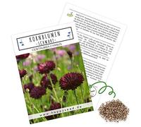 Graines de bleuets (Centaurea cyanus), belles fleurs lumineuses avec une longue période de floraison pour une prairie fleurie colorée (noir, grain 1000, 80 cm)