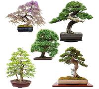 Graines De Bonsai Exotiques Avec Un Taux De Germination Élevé - Set De Graines De Plantes Pour Votre Propre Arbre De Bonsaï (Mélan