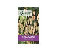graines de briza maxima grande amourette graminée pour bouquets séchés et massifs 1,2 grammes soit environ 220 graines