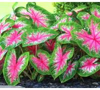 Graines de Caladium 70pcs Rose