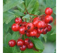 Graines de canneberge Graines de canneberge à haute fibre Graines de jardin 100 pièces/sac Graine de canneberge