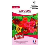 Graines de capucine grimpante