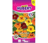 Graines de Capucine Grimpante - Sachet de 3 g - Environ 15 graines - Floraison mai à octobre - Hauteur 2-3 m