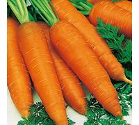 Graines de carotte Autumn King 2 - Lot de 800 graines - Bon pour la cuisine - Bon pour le stockage - Racines récoltées tardivement - Grande variété populaire - Cultivez dans votre potager