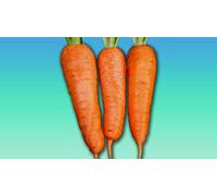 Graines de carotte FLAKKEE Carotte de Colmar Sachet de 7 grammes