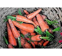 Graines de carottes (Carotte Chantenay)
