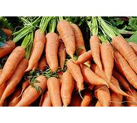 Graines de carottes (Carotte Nantaise Améliorée 2)