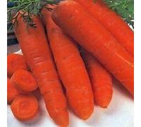 Graines de carottes fraîches - Autumn King 2 - 300 graines
