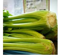 Graines de Céleri branche d'Elne - Vilmorin