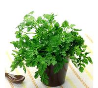 Graines de cerfeuil - Anthriscus cerefolium - 400 graines