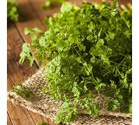 Graines de cerfeuil - anthrisque Cerefolium