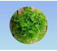 graines de cerfeuil commun 1 gramme soit environ 400 graines - Anthriscus cerefolium