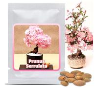 Graines de Cerisier du Japon (Prunus serrulata) 10 Pcs - Sakura Rose Arbre d'ornement rustique - Rêve floral pour jardin et Bonsaï d'intérieur