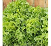 Graines de Chicorée frisée - Prix malin