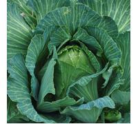 Graines de Chou cabus Quintal d'Alsace - Vilmorin