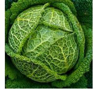 Graines de Chou de Milan Gros Des Vertus 4 - Vilmorin
