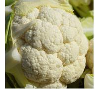 Graines de Chou-fleur Merveille De Toutes Saisons - Prix malin