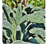 Graines de Chou fourrager Proteor - Vilmorin