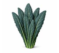 Graines de chou frisé noir toscane - Feuilles bleu-vert foncé avec croissance verticale pour jardin, plate-bandes surélevées et conteneurs