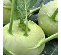 Graines de Chou rave Blanc hâtif de Vienne - Vilmorin