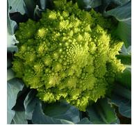 Graines de Chou Romanesco - Vilmorin
