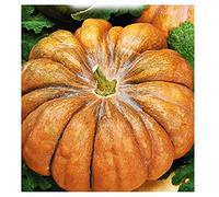 Graines de citrouille mosquée provence - légumes - cucurbita moschata - environ 35 graines - les meilleures graines de plantes - fleurs - fruits rares - citrouilles - idée cadeau originale