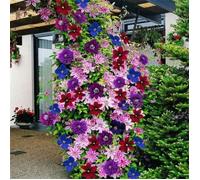 Graines de Clématite - 50 pcs - 24 Couleurs - Plantes Grimpantes