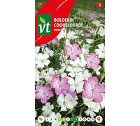 Graines de Coquelourde Milas Mix - Environ 1,5 gr | VT_728