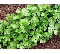 Graines de coriandre - Coriandrum sativum - 300 graines