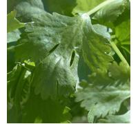 Graines de Coriandre - Vilmorin