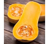 Graines de courge Butternut - potiron