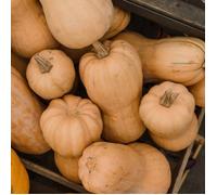 Graines de Courge Butternut Sibelle - Vilmorin