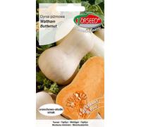 Graines de courge butternut Waltham 3g - Torseed