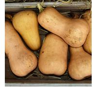 Graines de Courge Butternut Waltham - Vilmorin