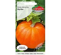 Graines de courge géantes Big Max 3g - Torseed