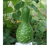 Graines de courge, moucheté Swan Kobra - Lagenaria Siceraria