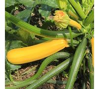 Graines de Courgette Jaune Gold rush hybride F1 (2 grammes)