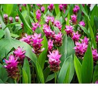 Graines de curcuma rose 60 pièces