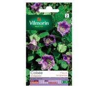 Graines De Fleurs Cobée Grimpante Vilmorin