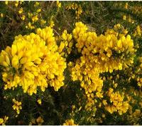 Graines de fleurs d'ajonc Ulex 100 pièces jaune