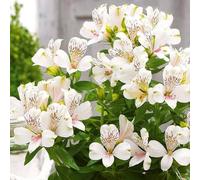 Graines de fleurs d'alstroemeria 100pcs blanc