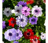 Graines de fleurs d'anémone 100 pièces mélangées