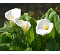 Graines de fleurs de calla 100 pièces blanches