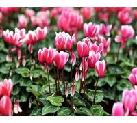 Graines de fleurs de cyclamen 100pcs rose