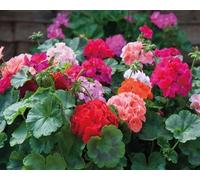 Graines de fleurs de géranium 100 pièces mélangées