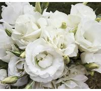 Graines de fleurs de lisianthus 100 pièces blanches