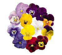 Graines de fleurs de pensée 30+ organique facile à cultiver alto Johnny Jump Up alto tricolore couleurs mélangées plante pour la maison jardin jardin extérieur plantation ferme